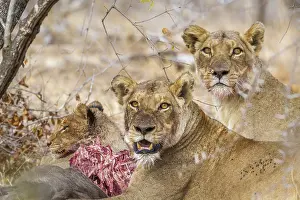 Diet: African lion (Panthera leo) in Kruger National park
