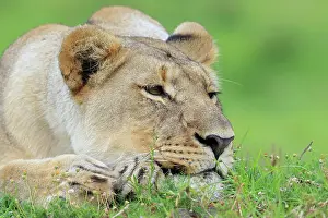 Kariega: African lion (Panthera leo), lioness, Kariega Game