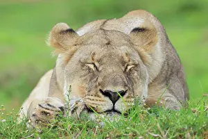 Kariega: African lion (Panthera leo), lioness, Kariega Game