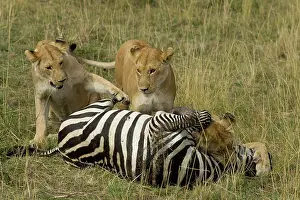 Grip: African Lion, Panthera leo, making a zebra