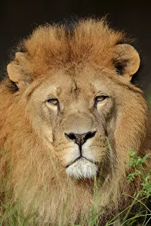 Beast: African lion (Panthera leo), male, portrait, captive
