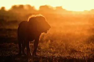 Breath: African lion (Panthera leo), male backlit and silhouetted