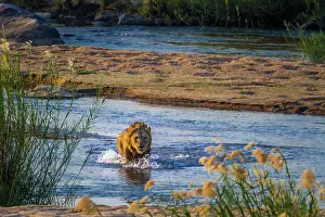 Spatter: African lion (Panthera leo) male crossing a river