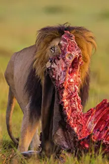 Eland: African lion (Panthera leo), male with an eland