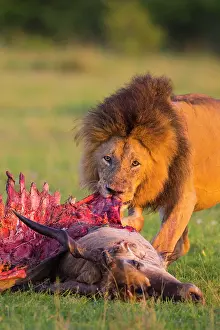Eland: African lion (Panthera leo), male with eland kill