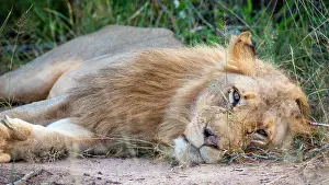 Limpopo: African Lion (Panthera leo), male, lying on grass