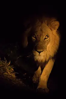 Okavango: African lion (Panthera leo), male at night, Okavango