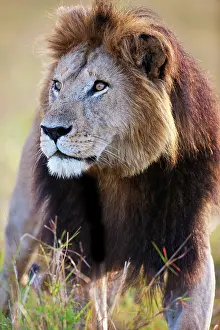 Assessing: Lion