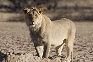 Lions: African lion (Panthera leo), male standing at waterhole