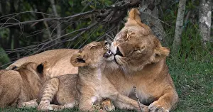 Narok: African Lion (panthera leo), Mother and Cubs, Ma