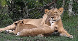 Narok: African Lion (panthera leo), Mother and Cubs, Ma