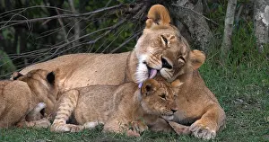 Narok: African Lion (panthera leo), Mother Licking Cub