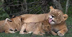 Narok: African Lion (panthera leo), Mother Licking Cub