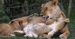 Narok: African Lion (panthera leo), Mother Licking Cub
