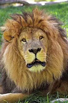Muzzle: AFRICAN LION (panthera leo), PORTRAIT OF MALE