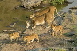 Pride: African Lion, Panthera leo, pride in the