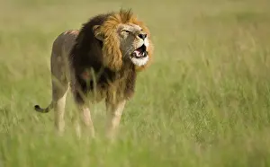 Roar: African Lion, Panthera leo, roaring in the