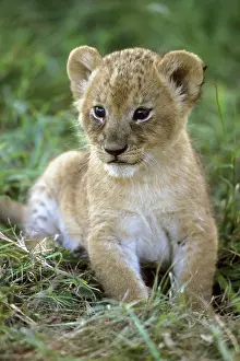 Lincoln: African lion, (Panthera leo), Tanzania