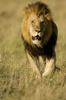 Growling: African Lion, Panthera leo, walking in the