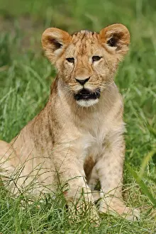 Child: African lion (Panthera leo), young, captive, occurrence