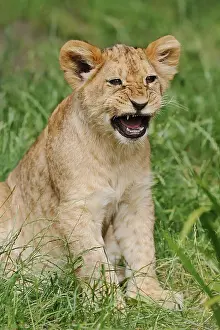 Child: African lion (Panthera leo), young, captive, occurrence