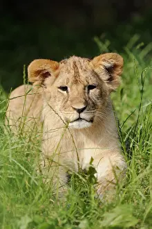 Child: African lion (Panthera leo), young, captive, occurrence