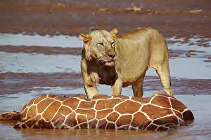 Reticulated: African Lion (panthera leo), Young Male Eating Reticulated