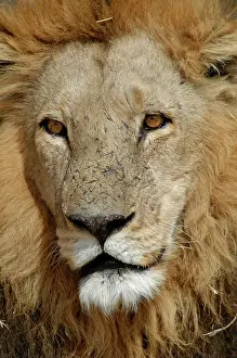 Proud: African Lion - Portrait of male