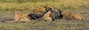 Feasting: African Lion pride feasting on buffalo