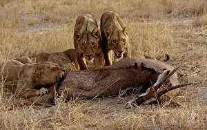 Equinus: African Lion pride feeding on a recently