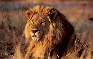 Scarred: African Lion scarred pride male awakening at sunset