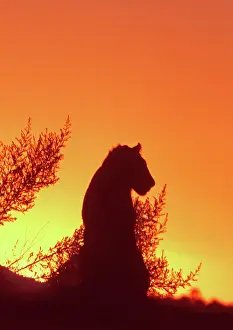 Sets: African Lion silhouette - Lions stir, as the sun