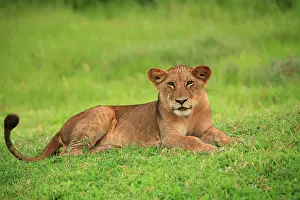 Rich Thomas: African Lion - sub adult lion Selous Game Reserve