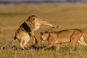 Subadults: African Lion subadults playing together