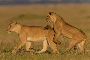 Subadults: African Lion subadults playing together