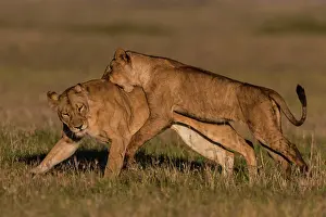 Subadults: African Lion subadults playing together