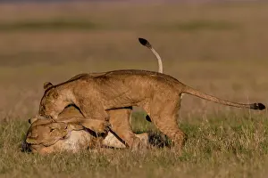 Subadults: African Lion subadults playing together
