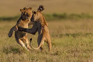 Subadults: African Lion subadults playing together