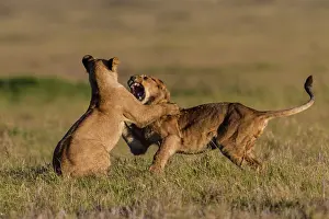 Subadults: African Lion subadults playing together