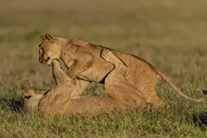 Subadults: African Lion subadults playing together
