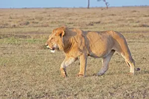 Note: African Lion - Walking on savannah plains (Note
