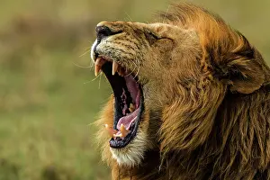 Growling: African Lion yawning