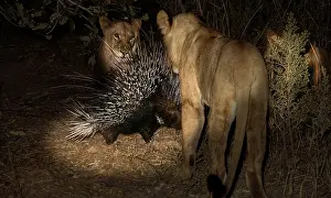 Porcupine: African Lion young lions confronting Porcupine