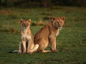 040319: African Lion-young lions are sitting together and