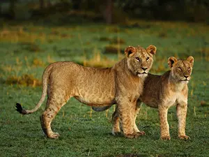 040319: African lion-young lions standing together and looking