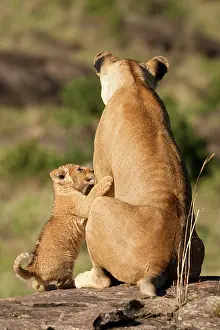 Pride: African Lioness with cub, Panthera leo