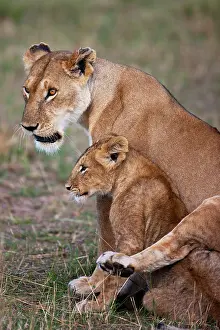 Siblings: Lion