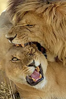 Anger: African Lions in mating frenzy