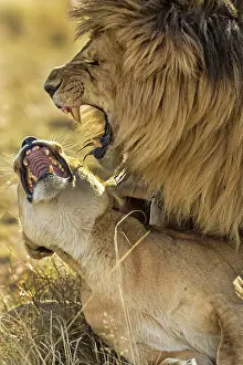 Growling: African Lions in mating frenzy