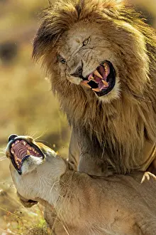 Growling: African Lions in mating frenzy